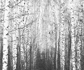 Fototapeta na wymiar Black and white photo of black and white birches in birch grove with birch bark between other birches