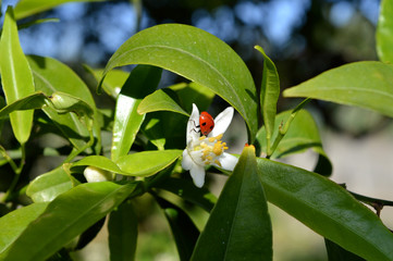 Flower of Sicily, Close-up of a Clementine Flower with a Ladybird on it