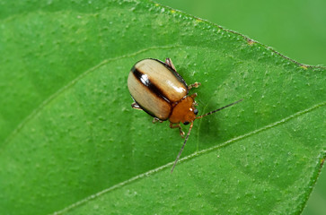 Macro Photo of Cute Little Beetle on Green Leaf