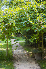 Allée du jardin fleuri