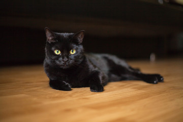 A beautiful black cat. He's lying on the floor.
