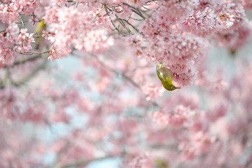 Spring colors -WhiteEye-