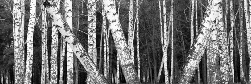 Fototapeta Black and white photo of black and white birches in birch grove with birch bark between other birches