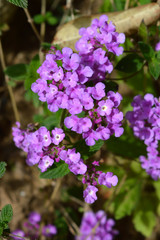Close-up of Lilac Lantana Camara Flowers, Nature, Macro