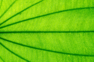 Closeup image of natural leaf pattern background