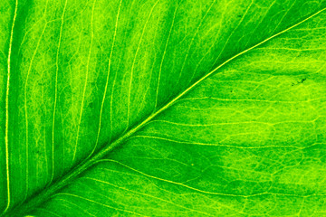 Closeup image of natural leaf pattern background