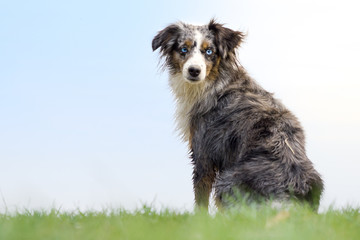 Mili the Miniature Australian Shepherd, Stunning Blue Eyes, on a meadow