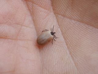 dangerous insect tick