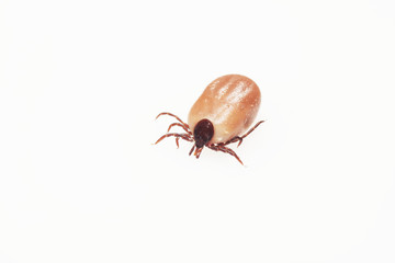 dangerous insect tick