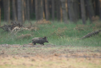  boar with weaners