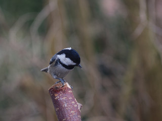 periparus ater  titmouse