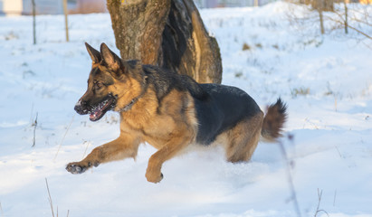 German shepherd in the winter park
