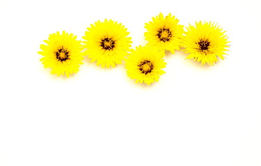 Yellow flowers in a horizontal line on white background
