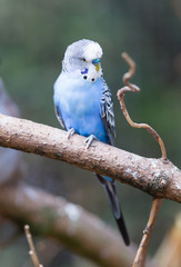 Parakeet in it's natural habitat