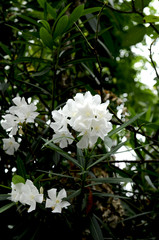 キョウチクトウの白い花