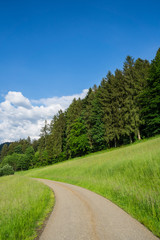 Fototapeta na wymiar Germany, Black forest road next to edge of the forest