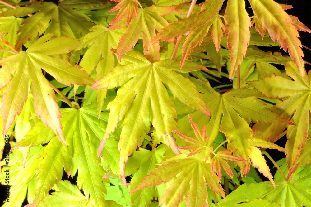 Wall mural japanese maple 