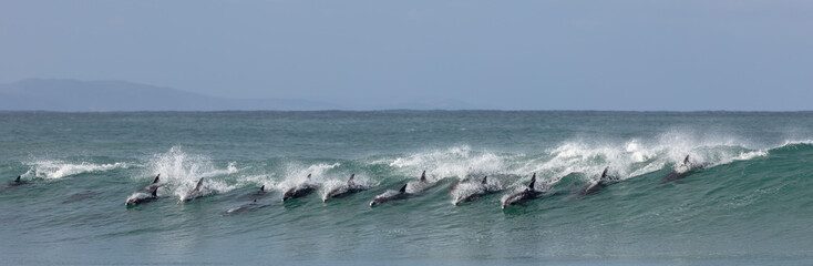 Surfing dolphins at Supertubes in Jeffreys Bay