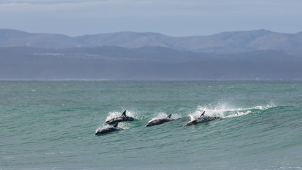 Four surfing dolphins at Supertubes in Jeffreys Bay © Louis