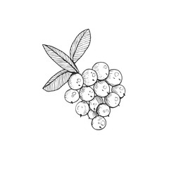 Cranberry vector illustration. Wild berries sketch isolated on white background.