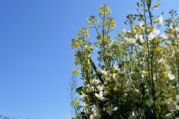 Close-up of Broccolini Bloom, Nature