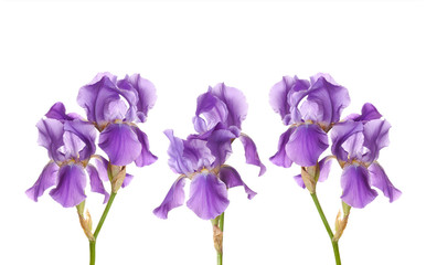 Iris flowers collage, decorative wallpaper, floral design mock up