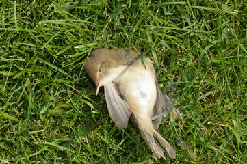 Dead bird on the grass