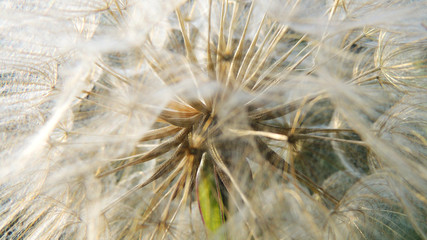 Close up of dandelion flower