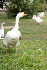 White goose walk on green grass background