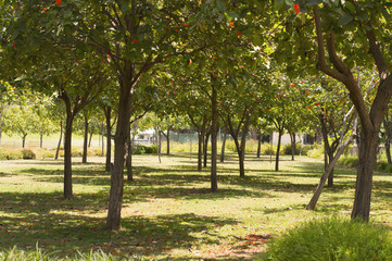 Fototapeta na wymiar Green lawn with trees in park under sunny light