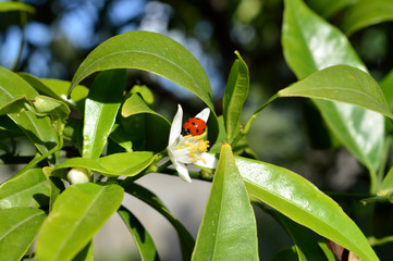 Flower of Sicily, Close-up of a Clementine Flower with a Ladybird on it