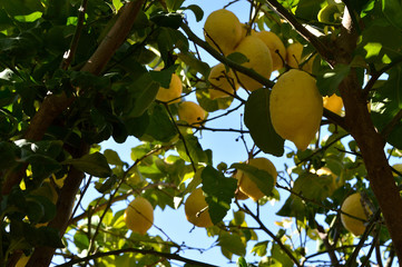 Lemon Tree Background, Nature, Sicily