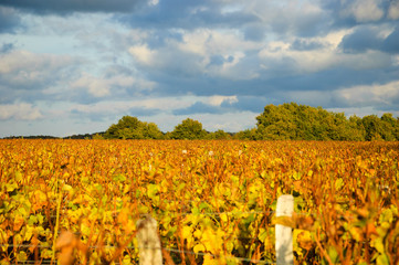 Fototapeta na wymiar Vineyard and trees at sunset. Autumn in Loire Valley (Val de Loire, France) Selective focus on the distant vines and the trees. Vines and wooden poles at foreground are blurred.