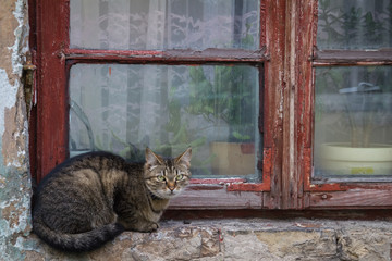 Cat is sitting on window sill
