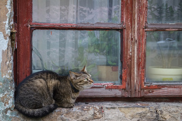 Cat is sitting on window sill

