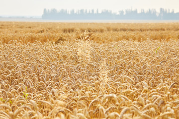 Wheat field. Ears of golden wheat close up. Beautiful Landscape. Rural Scenery early in the morning. Background of ripe ears of wheat field. Rich harvest Concept. Copy space. 