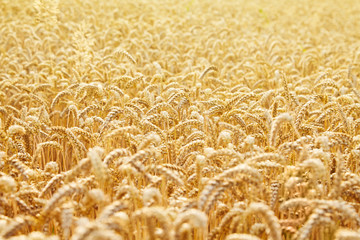 Wheat field. Ears of golden wheat close up. Beautiful Landscape. Rural Scenery early in the morning. Background of ripe ears of wheat field. Rich harvest Concept. Copy space. 