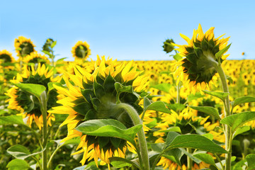 Fields with an infinite sunflower. Agricultural field. Sunflowers blooming in the bright blue sky,...
