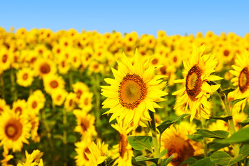 Fields with an infinite sunflower. Agricultural field. Sunflowers blooming in the bright blue sky, nice landscape with sunflowers