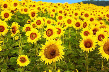 Fields with an infinite sunflower. Agricultural field. Sunflowers blooming in the bright blue sky, nice landscape with sunflowers