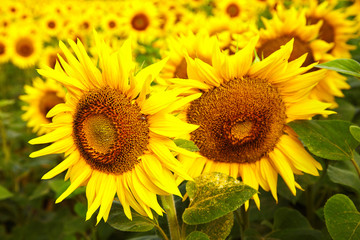 Fields with an infinite sunflower. Agricultural field. Sunflowers blooming in the bright blue sky, nice landscape with sunflowers