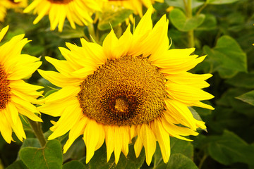 Fototapeta premium Fields with an infinite sunflower. Agricultural field. Sunflowers blooming in the bright blue sky, nice landscape with sunflowers
