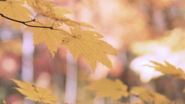 木漏れ日の森 紅葉 ３５ もみじ かえで