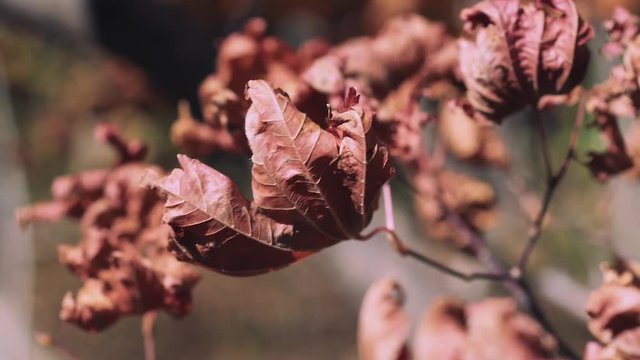 木漏れ日の森 紅葉 ３８ 晩秋のもみじ かえで