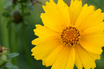 Yellow flowers of lance leaved tickseeds of the sunflower family, coreopsis (Coreopsis pubescens) in garden.