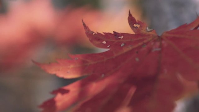 木漏れ日の森 紅葉 ４３ 晩秋のもみじ かえで