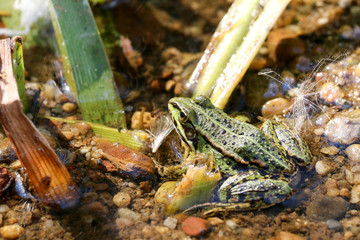 Frog Pelophylax on the shore in the water