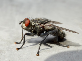 Gray fly