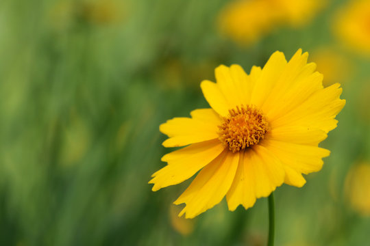 Yellow flowers of lance leaved tickseeds of the sunflower family, coreopsis (Coreopsis pubescens) in garden.