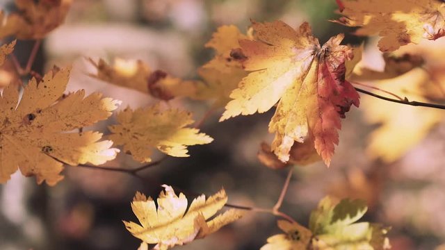 木漏れ日の森 紅葉 ４５ 晩秋のもみじ かえで